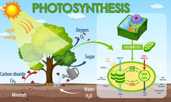 Diagram Zobrazující Proces Fotosyntézy Ilustraci Rostlin — Stockový vektor