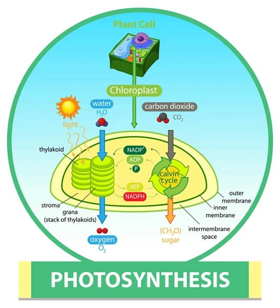 Diagramm Das Den Prozess Der Photosynthese Der Pflanzenillustration Zeigt — Stockvektor