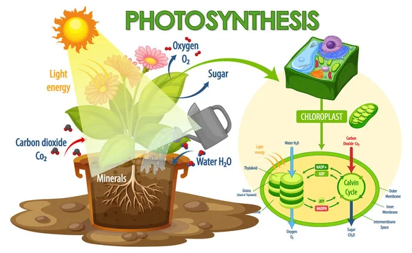 Diagrama Que Muestra Proceso Fotosíntesis Ilustración Plantas — Archivo Imágenes Vectoriales