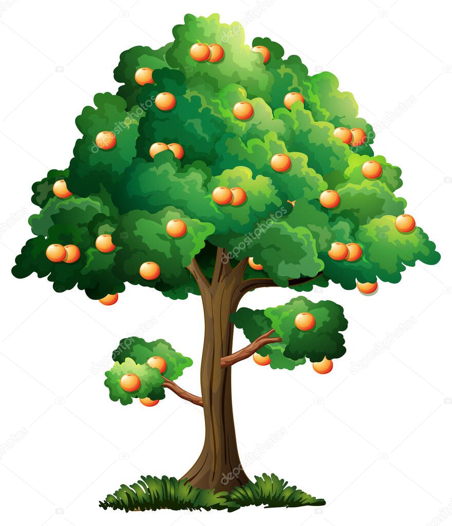 Orange fruit tree in cartoon style isolated on white background illustration