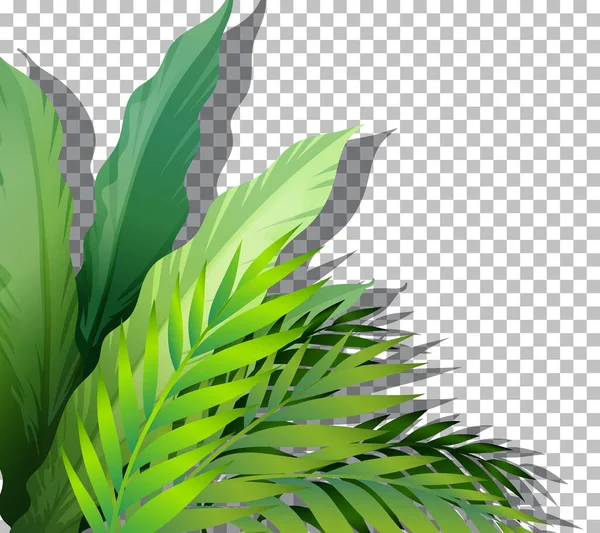 Тропічна Рослина Прозорому Фоні Ілюстрація — стоковий вектор