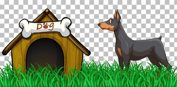 Doberman Pinscher Dog Dog House Transparent Background Illustration — Stock Vector