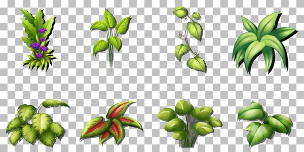 Σύνολο Τροπικών Φυτών Ποικιλία Διαφανές Φόντο Εικονογράφηση — Διανυσματικό Αρχείο