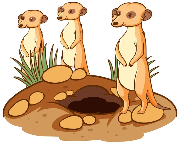 Drei Erdmännchen Animal Cartoon Auf Weißem Hintergrund Illustration — Stockvektor