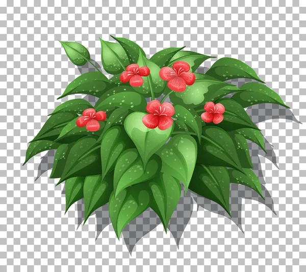 Tropická Rostlina Průhledném Pozadí Ilustrace — Stockový vektor