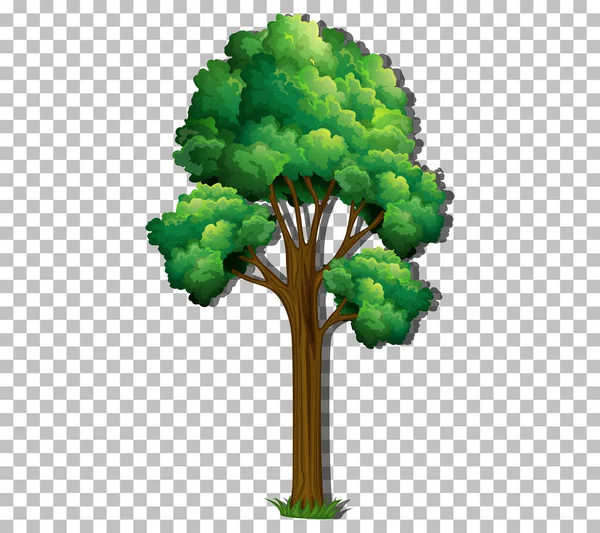 Ein Baum Mit Grünen Blättern Auf Transparentem Hintergrund — Stockvektor