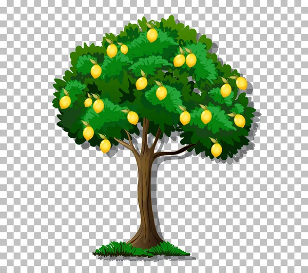 Λεμόνι Δέντρο Διαφανή Απεικόνιση Φόντου — Διανυσματικό Αρχείο