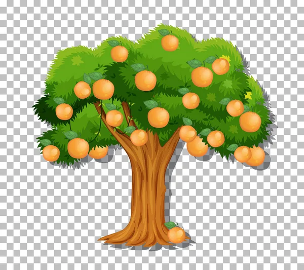 Orange Tree Transparent Background Illustration — Stock Vector