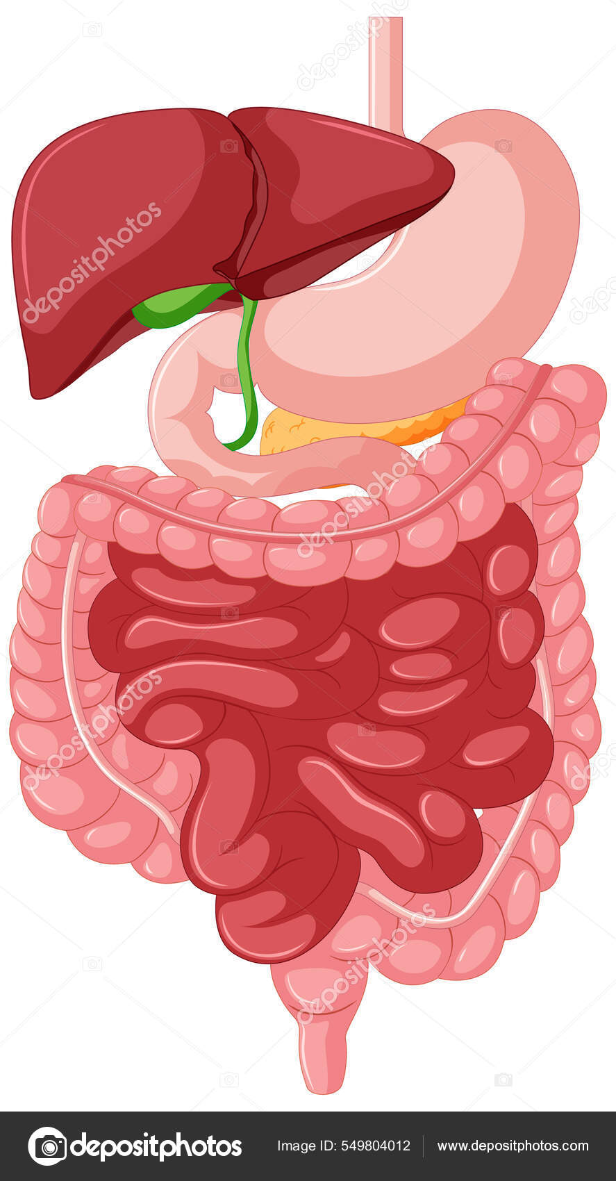 Gastrointestinal Tract Anatomy Education Illustration Stock Vector by ©interactimages 549804012