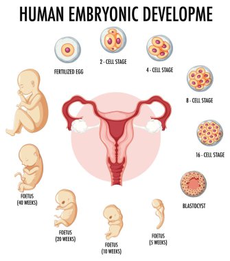 Infographic illüstrasyonunda insan embriyonik gelişimi