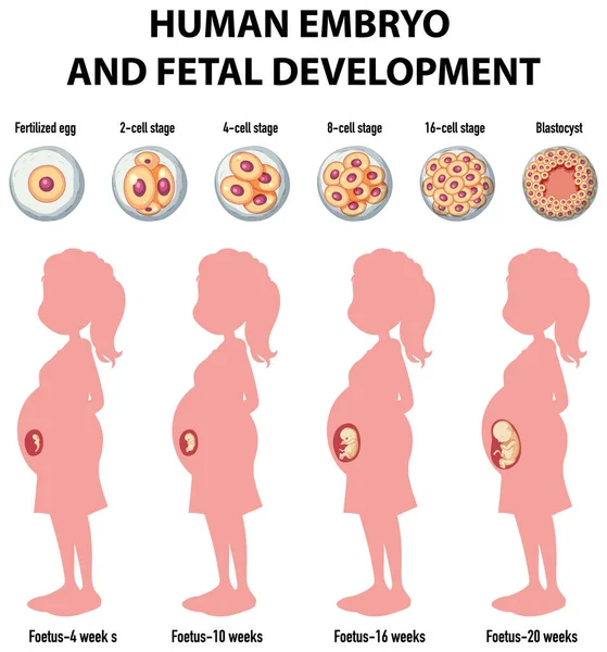 Menschliche Embryonalentwicklung Der Menschlichen Infografik — Stockvektor