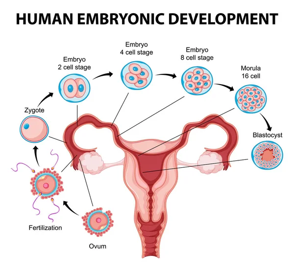 Développement Embryonnaire Humain Dans Illustration Infographique Humaine — Image vectorielle