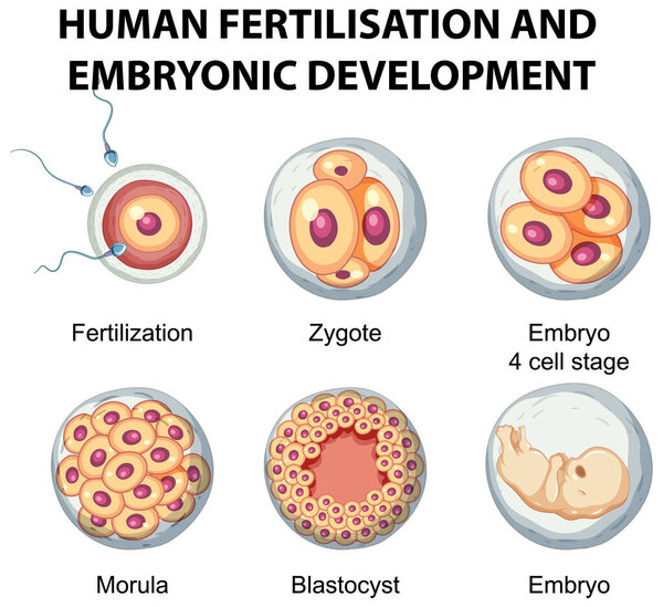 Human fertilisation and embryonic development in human infographic illustration