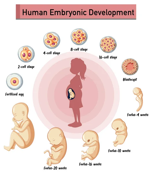 Desarrollo Embrionario Humano Ilustración Infográfica Humana — Archivo Imágenes Vectoriales