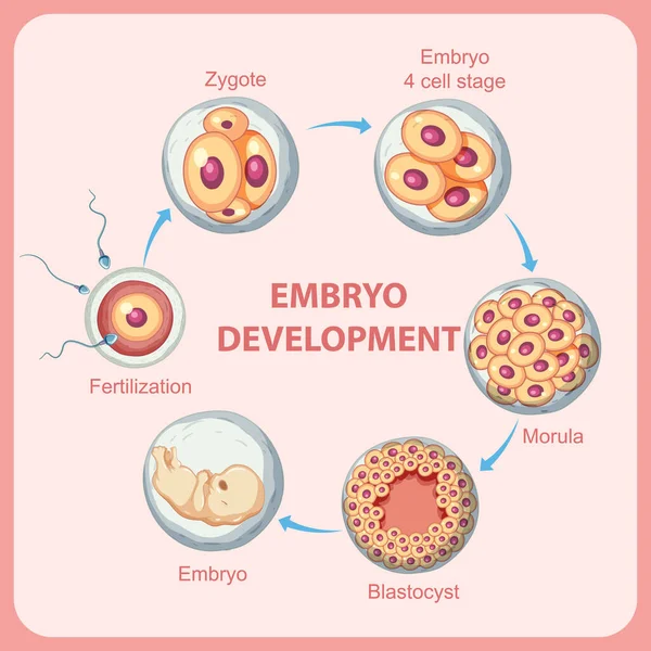 Emberi Embrionális Fejlődés Emberi Illusztrációban — Stock Vector