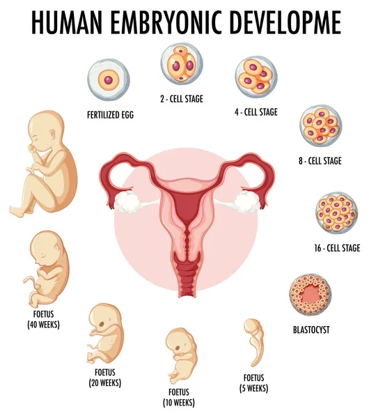 Emberi Embrionális Fejlődés Emberi Infografikai Illusztrációban — Stock Vector