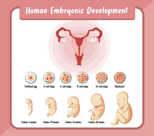 ヒトのインフォグラフィックイラストにおける人間の胚発生 — ストックベクタ