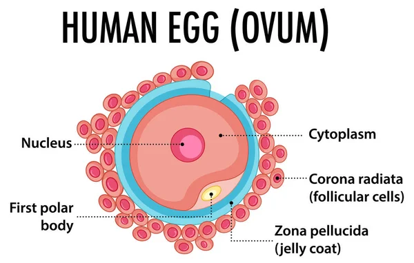 Estructura Del Óvulo Humano Óvulo Ilustración — Vector de stock