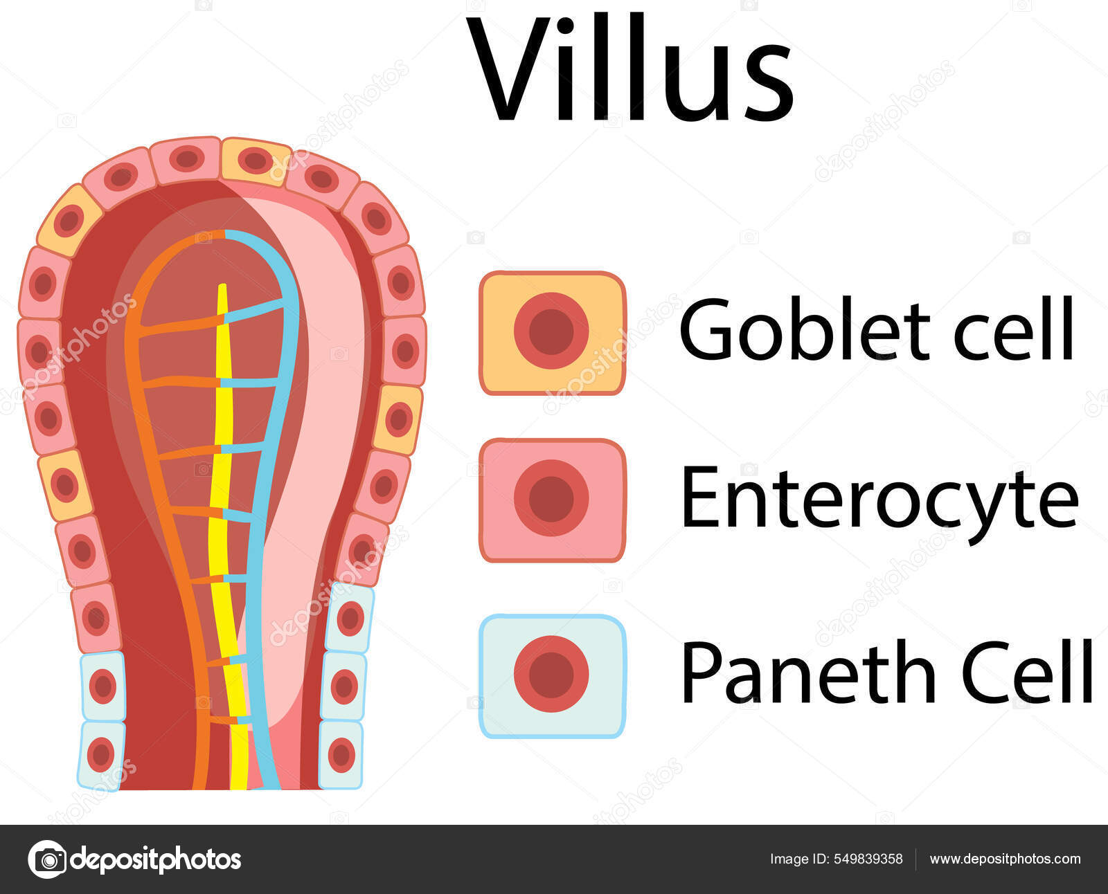 Diagram Menampilkan Ilustrasi Struktur Villus Usus Vektor Stok oleh