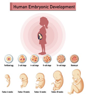 Infographic illüstrasyonunda insan embriyonik gelişimi