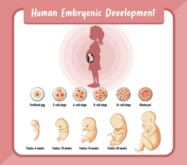 Udvikling Menneskelige Embryoner Human Infografik – Stock-vektor