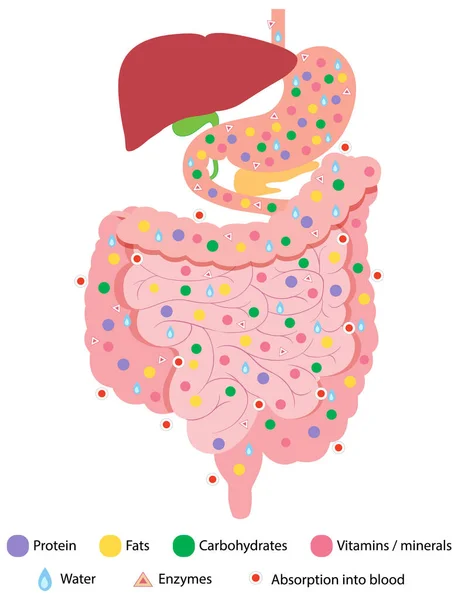 Diagrama Que Muestra Ilustración Del Sistema Digestivo — Vector de stock