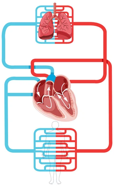 Диаграмма Показывающая Приток Крови Иллюстрации Человеческого Сердца — стоковый вектор