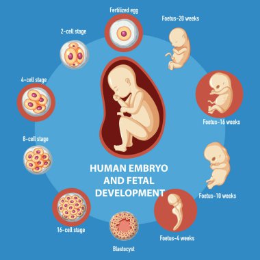İnsan embriyonik gelişimi bilgisel illüstrasyon