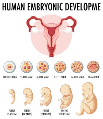 Infographic illüstrasyonunda insan embriyonik gelişimi
