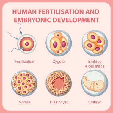 İnsan enfografik illüstrasyonunda insan döllenmesi embriyonik gelişimi