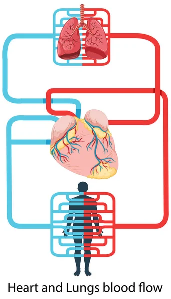 Diagrammet Visar Blodflödet Mänskliga Hjärtat Illustrationen — Stock vektor