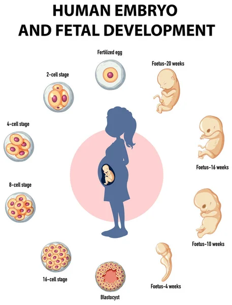Desarrollo Embrionario Humano Ilustración Infográfica Humana — Vector de stock