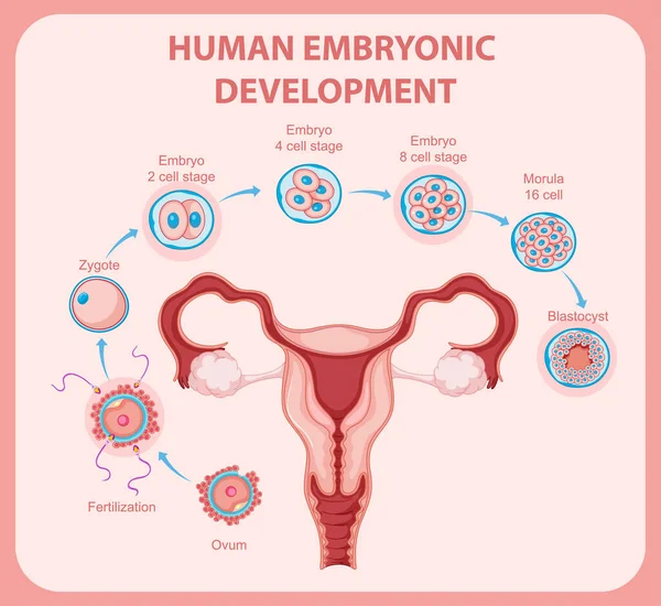 Ανθρώπινη Εμβρυϊκή Ανάπτυξη Στην Ανθρώπινη Infographic Απεικόνιση — Διανυσματικό Αρχείο
