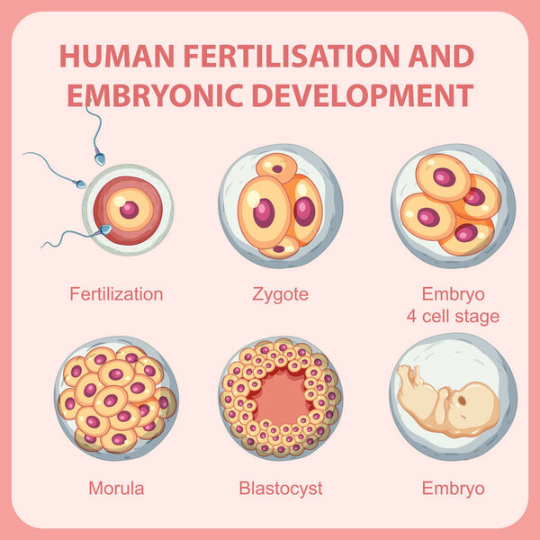 Human fertilisation embryonic development in human infographic illustration