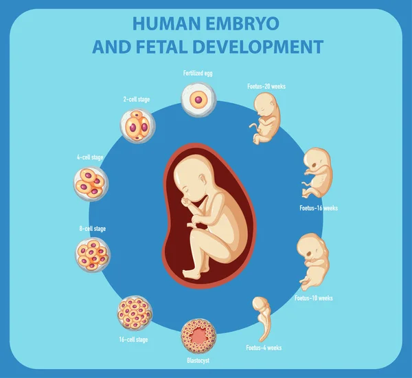 Emberi Embrió Magzati Fejlődés Infografikai Illusztráció — Stock Vector