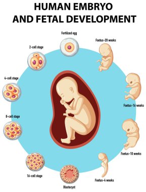 İnsan embriyosu ve fetal gelişim bilgileri.
