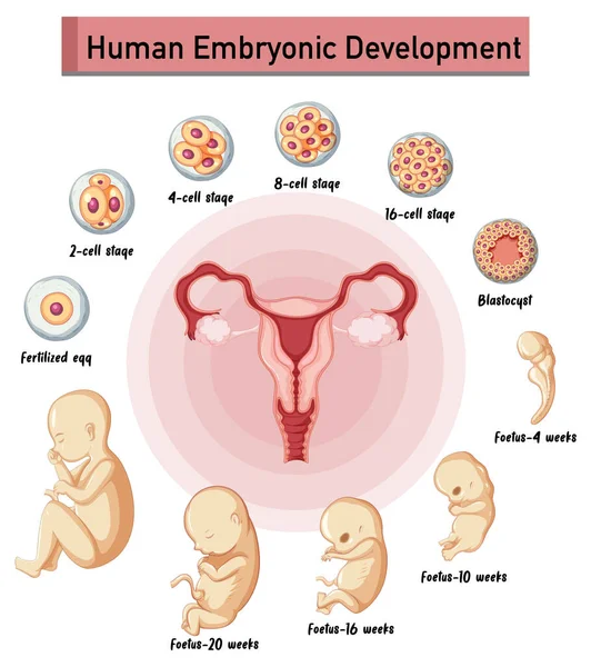 Desarrollo Embrionario Humano Ilustración Infográfica Humana — Vector de stock