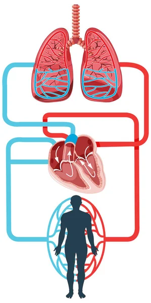 Diagrama Que Muestra Flujo Sanguíneo Del Corazón Humano Ilustración — Archivo Imágenes Vectoriales