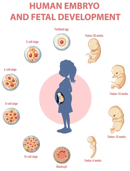 Desarrollo Embrionario Humano Ilustración Infográfica Humana — Vector de stock