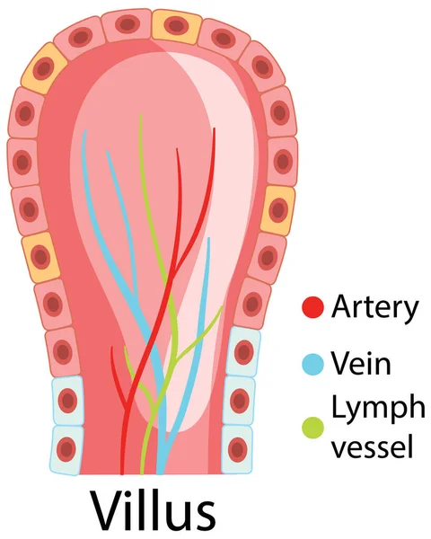 Diagrama Que Muestra Estructura Vellosidades Intestinales Ilustración — Archivo Imágenes Vectoriales