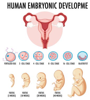 Infographic illüstrasyonunda insan embriyonik gelişimi