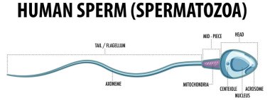 İnsan sperminin yapısı (spermatozoa) çizimi