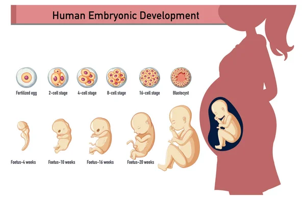 Emberi Embrionális Fejlődés Emberi Infografikai Illusztrációban — Stock Vector