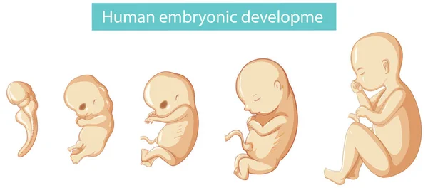 显示人类胚胎发育的示意图 — 图库矢量图片