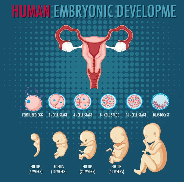 Diagrama Que Muestra Ilustración Del Desarrollo Embrionario Humano — Archivo Imágenes Vectoriales