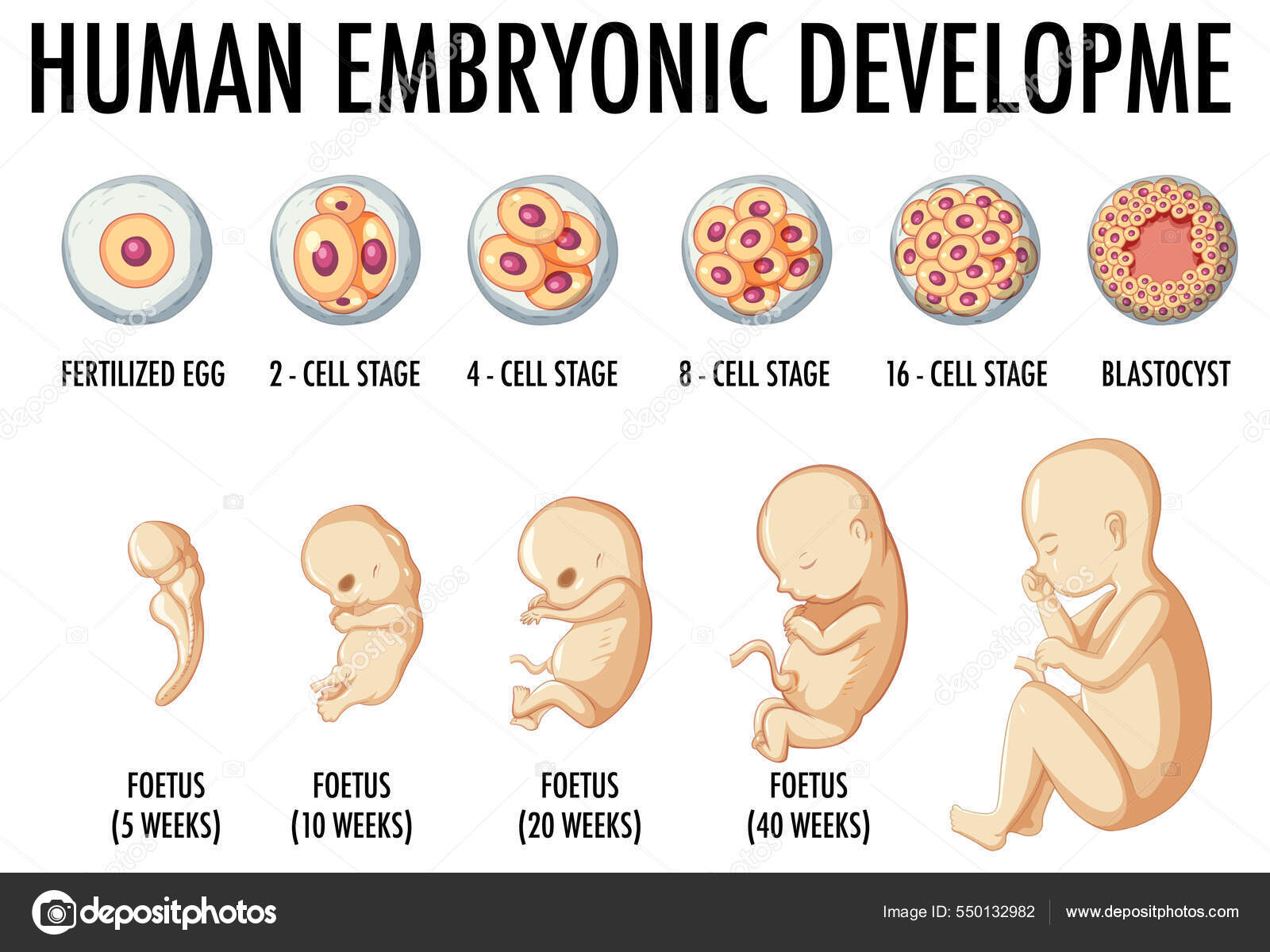 Desarrollo embrionario humano ilustraci n infogr fica humana vector de