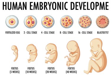 Infographic illüstrasyonunda insan embriyonik gelişimi