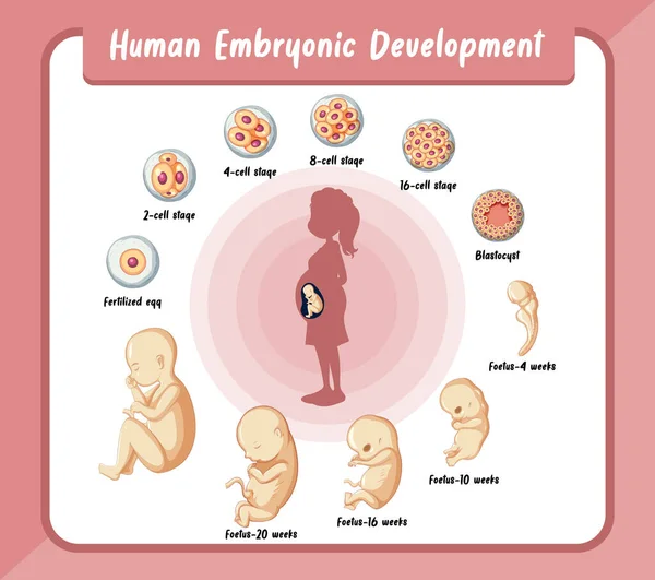 Human Embryonic Development Human Infographic Illustration — Stock Vector