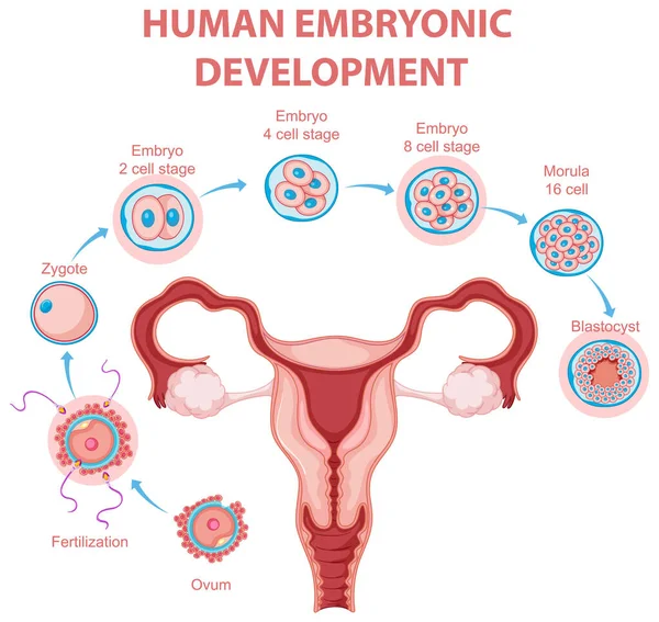 Ανθρώπινη Εμβρυϊκή Ανάπτυξη Στην Ανθρώπινη Infographic Απεικόνιση — Διανυσματικό Αρχείο