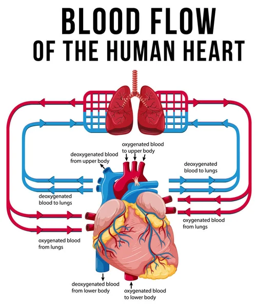 Ábra Mutatja Vér Áramlását Emberi Szív Illusztráció — Stock Vector